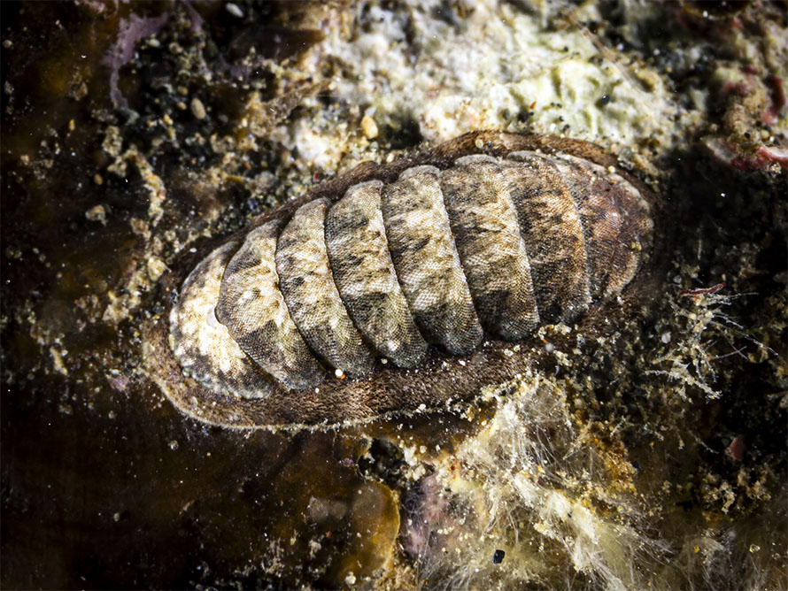 Stenoplax sp. A